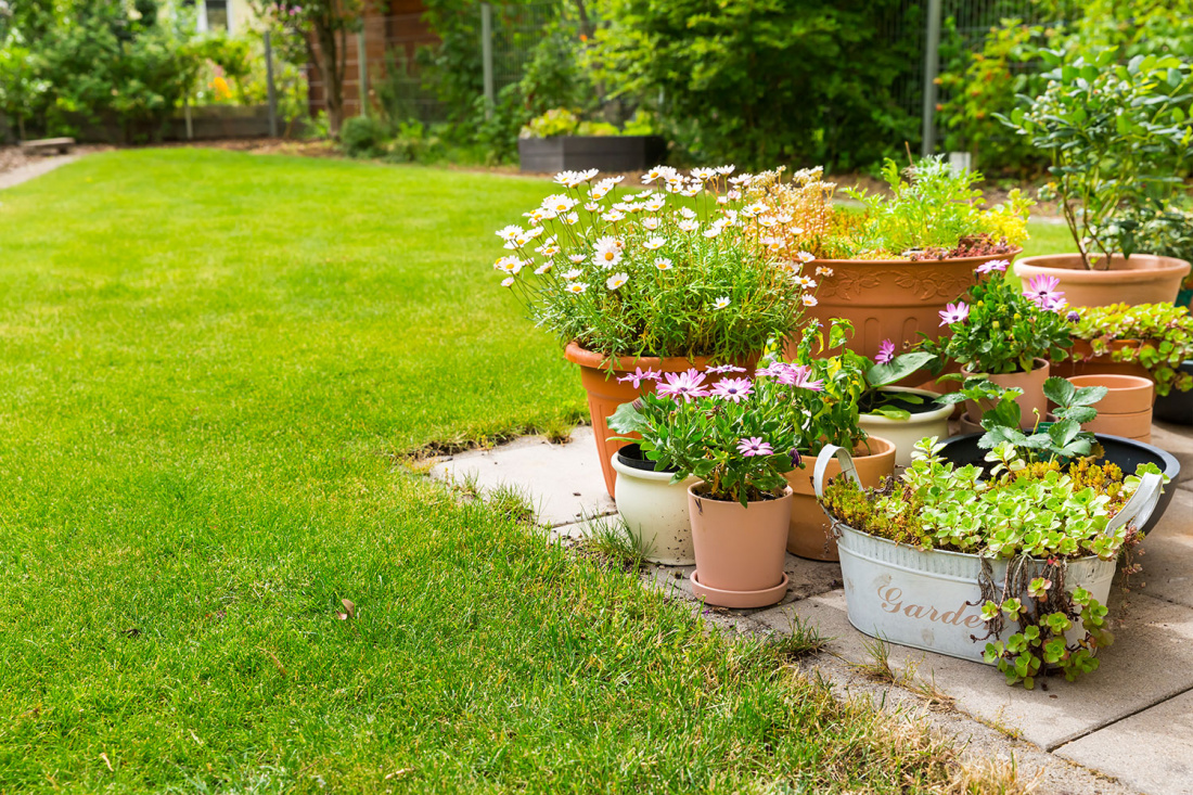 Container Gardening for Beginners: A Complete Guide Image