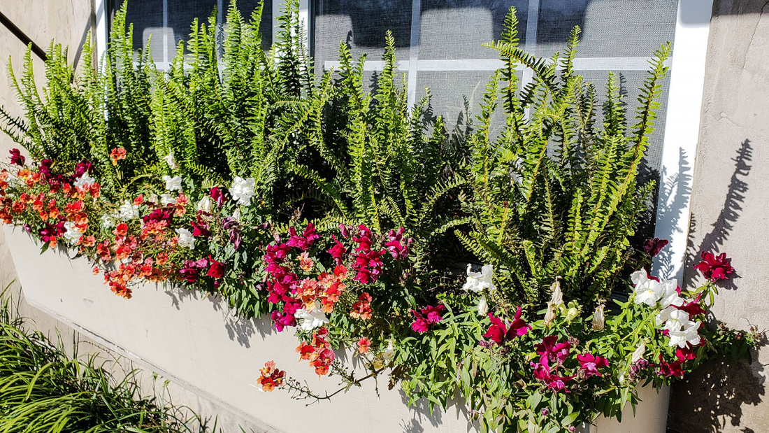 Container Gardening for Beginners: A Complete Guide Image