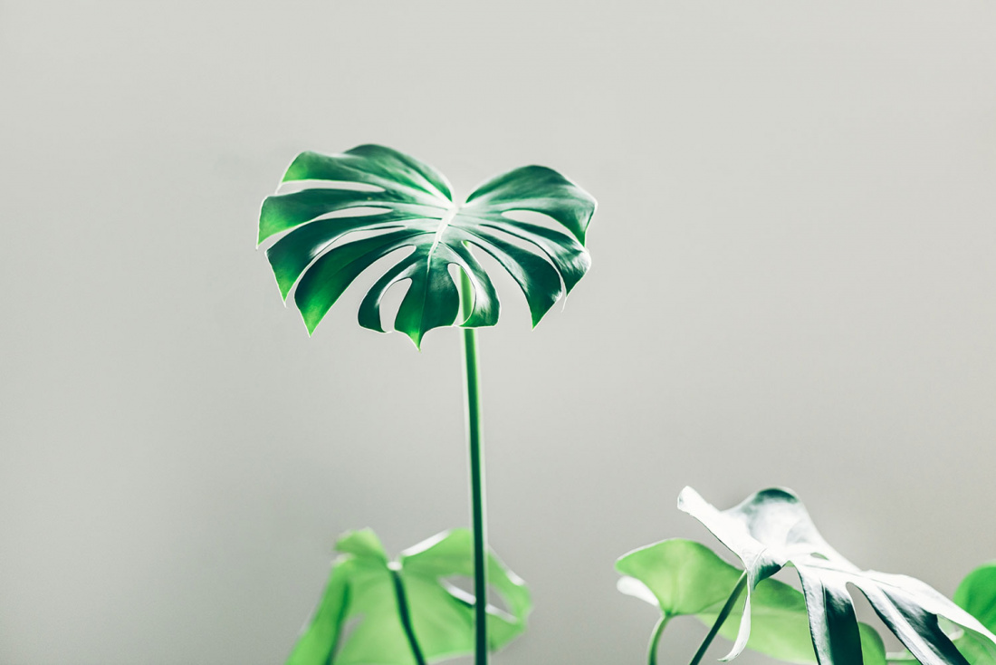 The Best Indoor Tropical Plants to Grow at Home Image