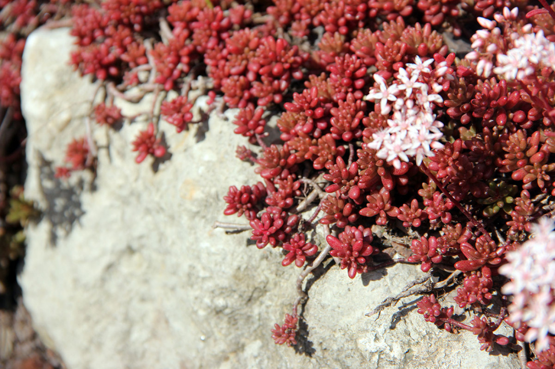 Cold-Hardy Succulents Image
