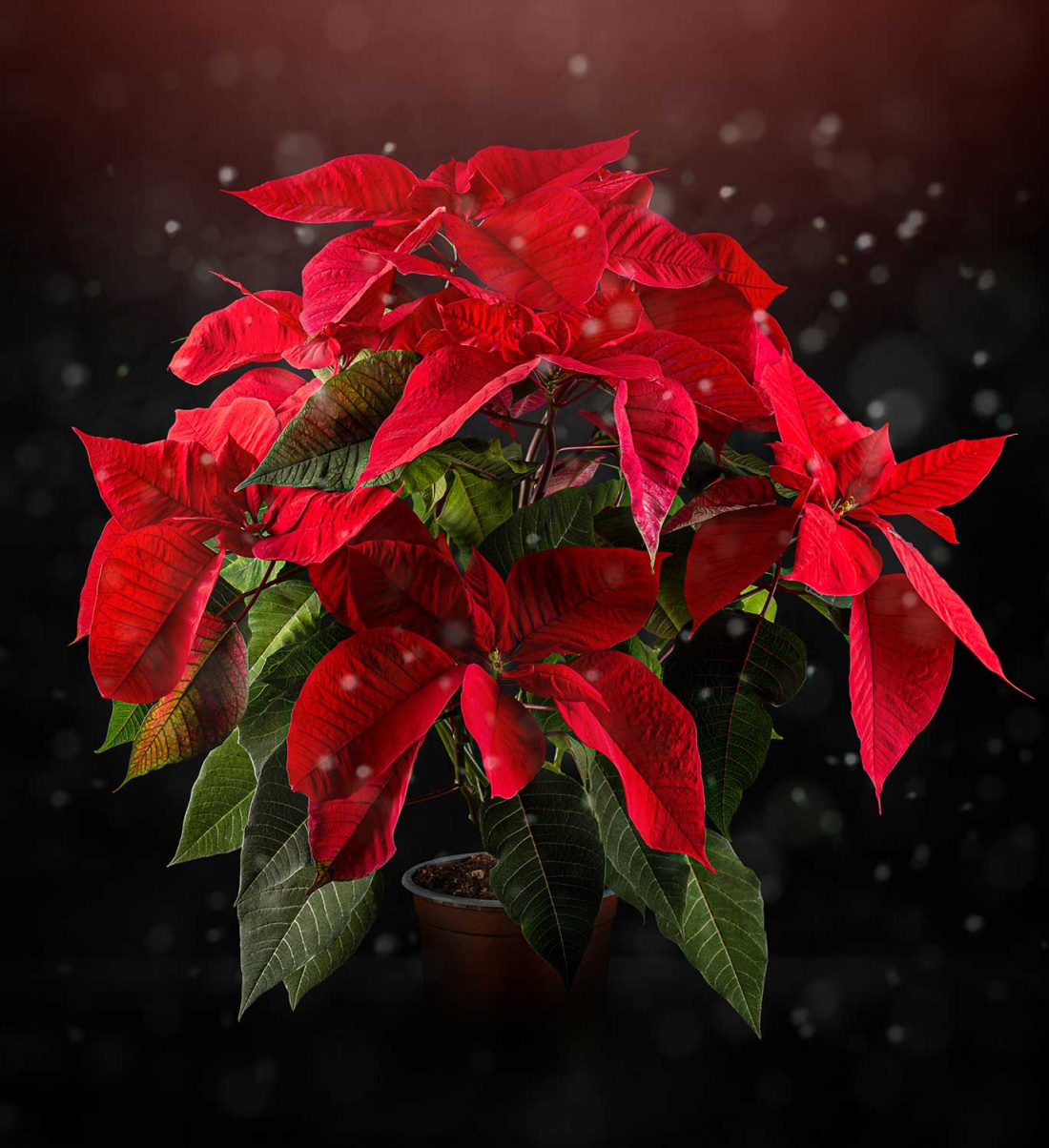 Give the Gift of Gardening: 10 Holiday Plants That Make Great Gifts Image