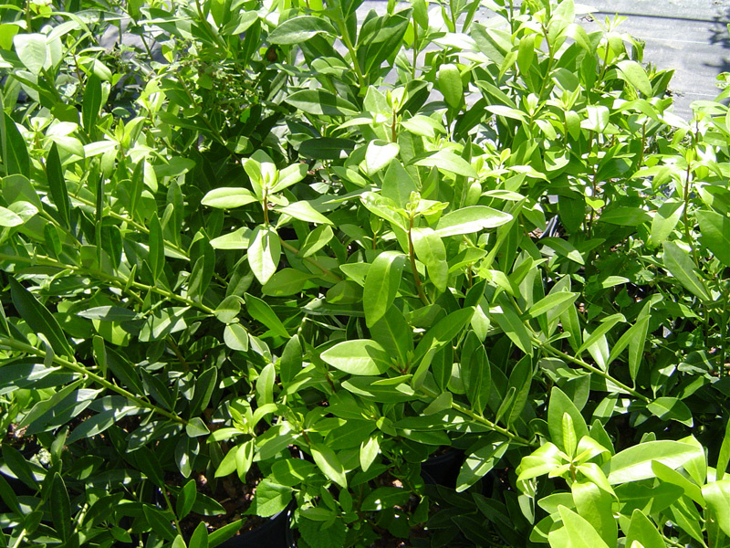 7 Tips for Creating the Tropical Garden of Your Dreams Image