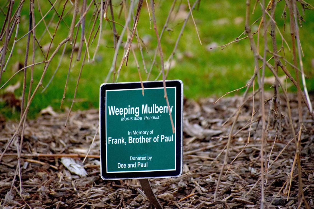 Give the Gift of Gardening: 10 Holiday Plants That Make Great Gifts Image