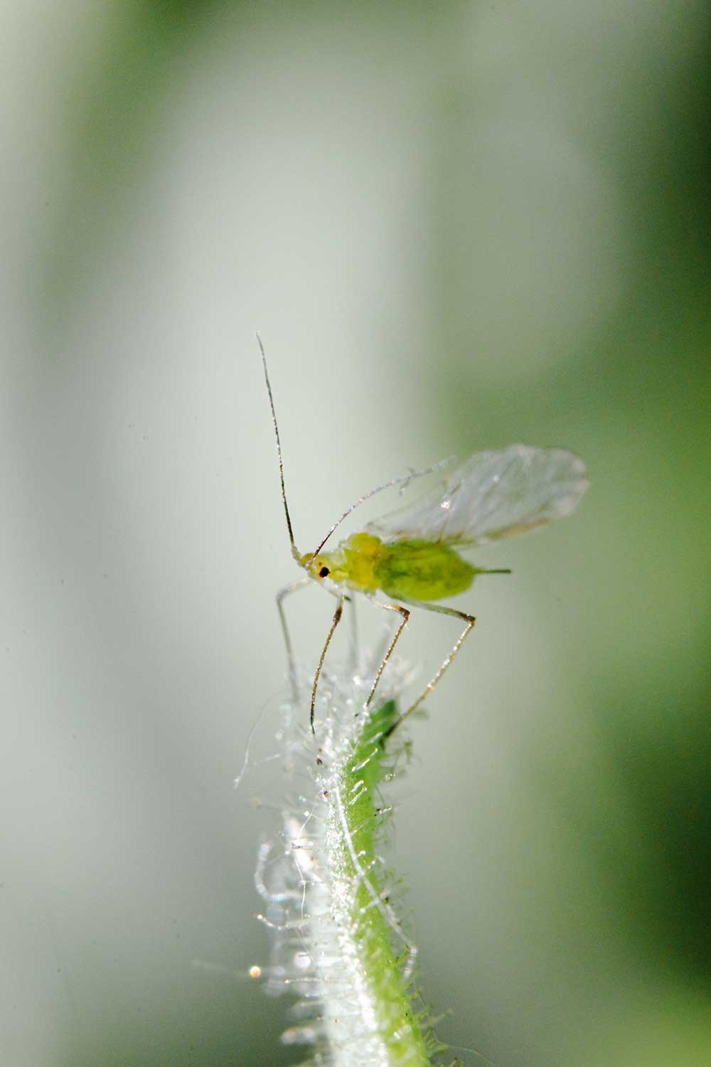 7 Signs You’re Overwatering Your Succulents Image