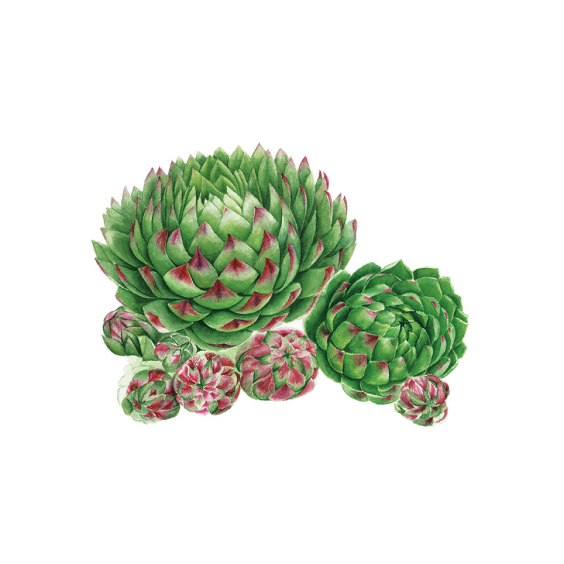 Cold-Hardy Succulents Image