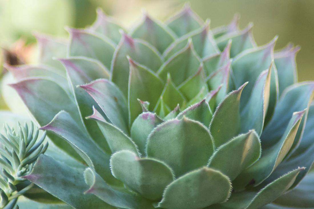 Cold-Hardy Succulents Image
