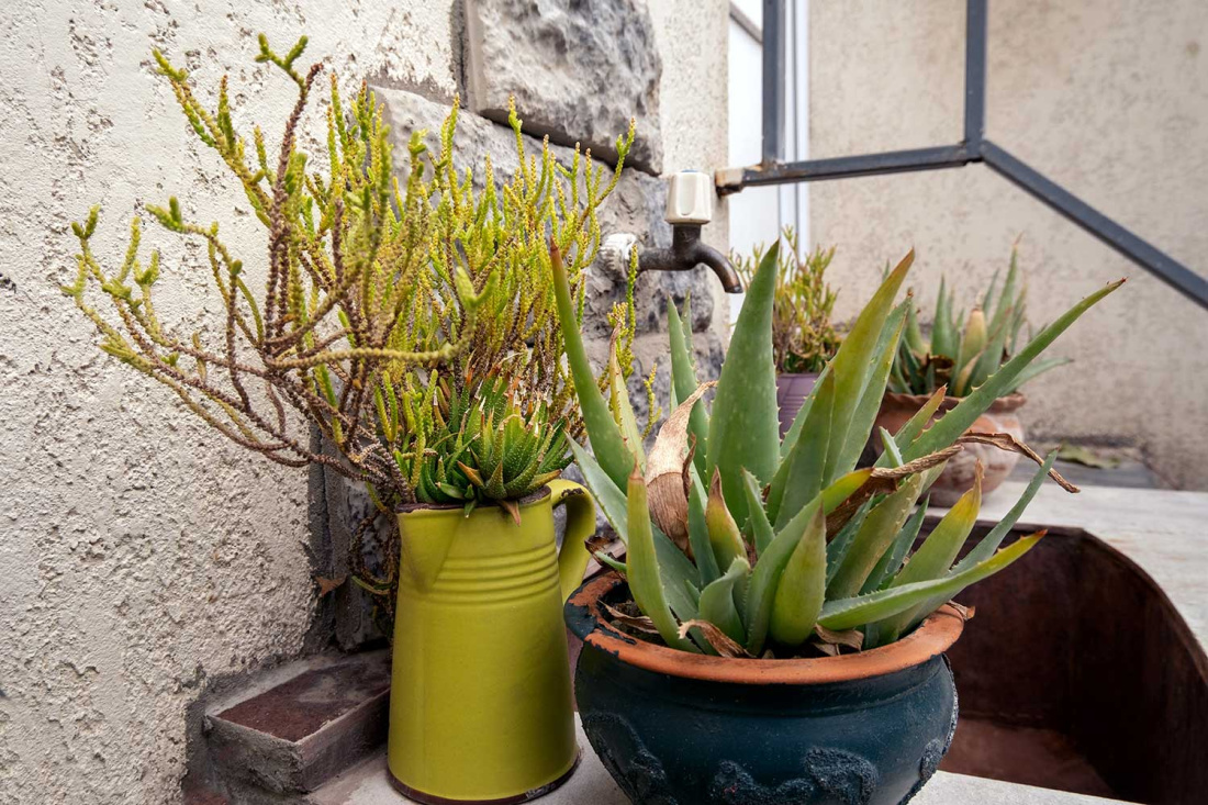 7 Signs You’re Overwatering Your Succulents Image