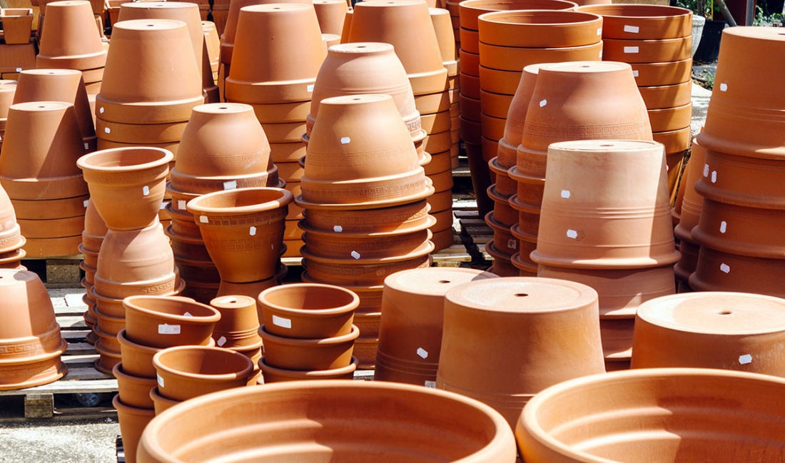 Hardy Tropical Plants in Container Image