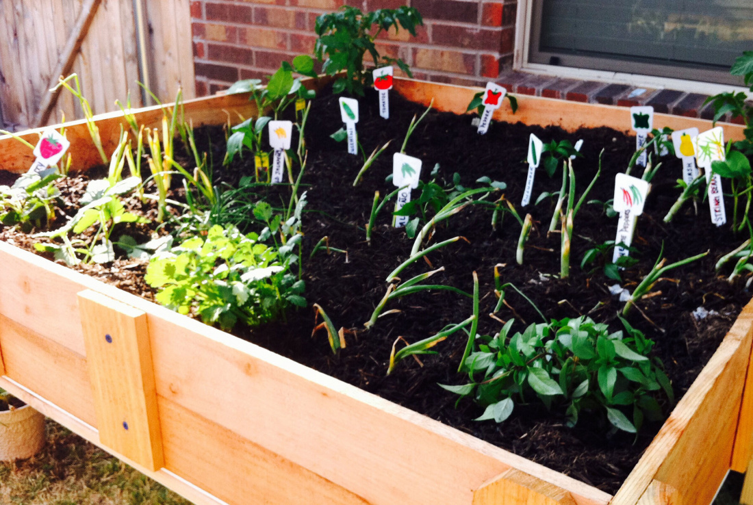 Why You Should Grow Your Own Herbs Image