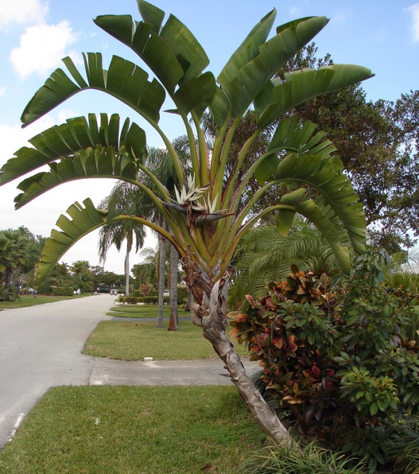 White Bird of Paradise Image