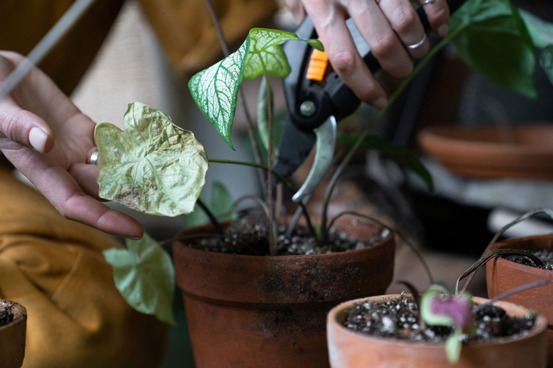 5 Indoor Gardening Tips for Healthy Houseplants Image