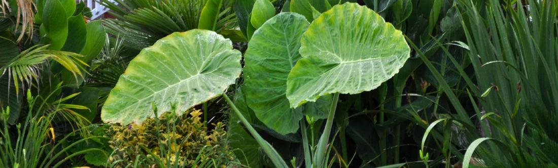 Colocasia Gigantea Thailand Giant in Columbia, SC