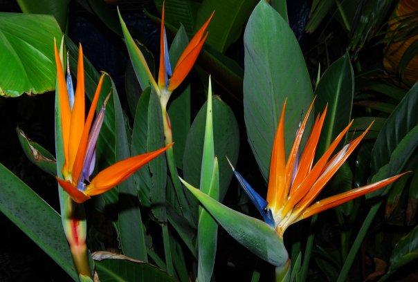 Orange Bird of Paradise (BOP)