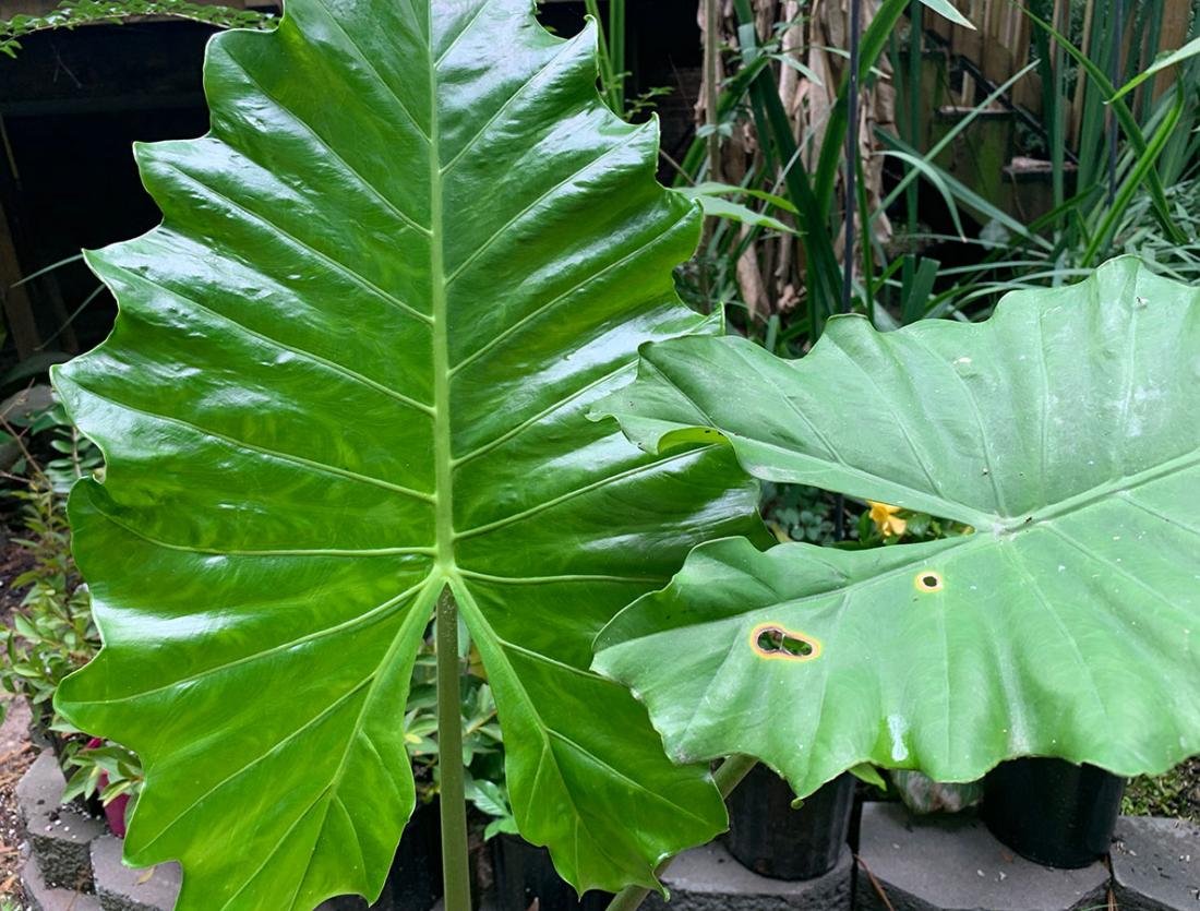 Portora Upright Elephant Ear in Columbia, SC