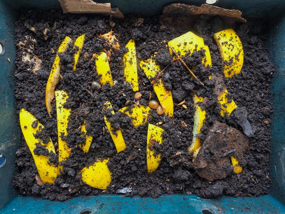 Food scraps in homemade worm bin